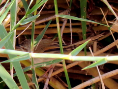 Prinia subflava bechuanae