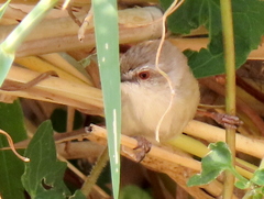 Prinia subflava bechuanae