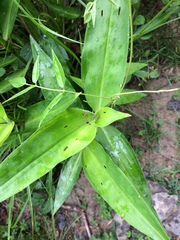 Commelina virginica