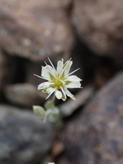 Stellaria longipes