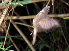 Prinia subflava bechuanae