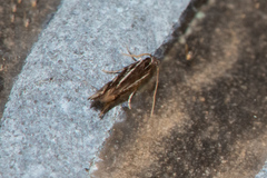 Eralea albalineella