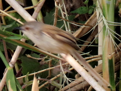 Prinia subflava bechuanae