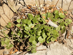 Pimpinella