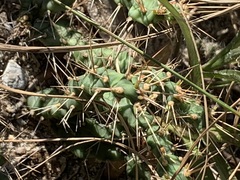 Opuntia drummondii