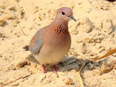 Streptopelia senegalensis senegalensis