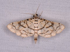 Hileithia rehamalis