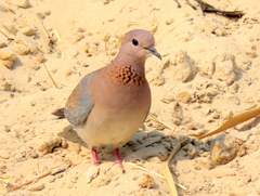 Streptopelia senegalensis senegalensis