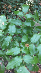 Berberis
