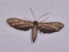 Protoproutia laredoata