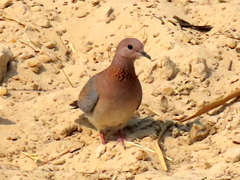 Streptopelia senegalensis senegalensis