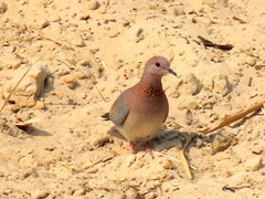 Streptopelia senegalensis senegalensis