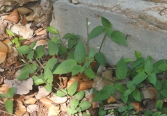 Asystasia intrusa