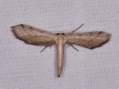 Euacidalia brownsvillea