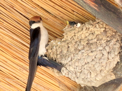 Hirundo smithii
