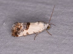 Ponometia phecolisca