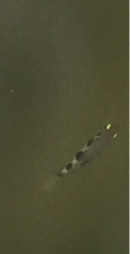 Toxotes microlepis