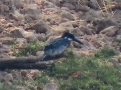 Megaceryle maxima maxima