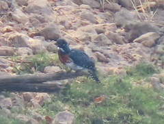 Megaceryle maxima maxima