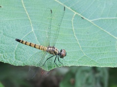 Brachydiplax farinosa