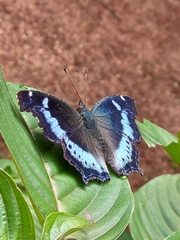Kaniska canace