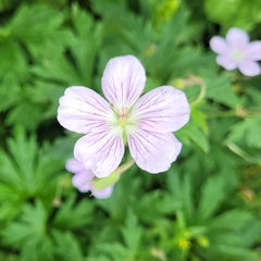 Geranium richardsonii