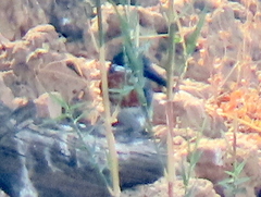 Megaceryle maxima maxima