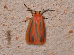 Hypoprepia miniata