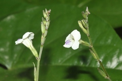 Asystasia intrusa