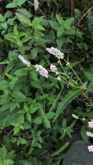 Persicaria pensylvanica