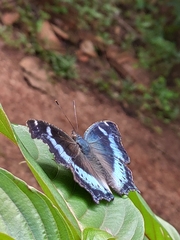 Kaniska canace
