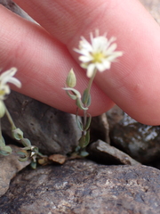 Stellaria longipes