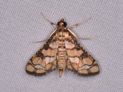 Hileithia magualis