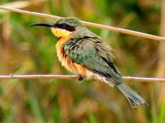 Merops pusillus argutus