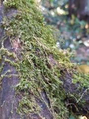 Hypnum circinale