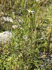 Coreopsis rosea
