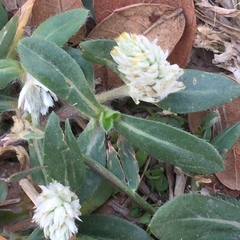 Gomphrena celosioides