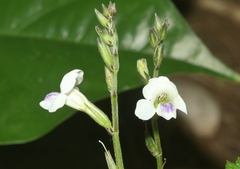 Asystasia intrusa