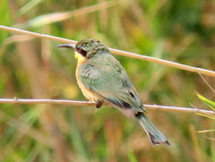 Merops pusillus argutus