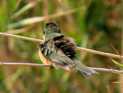 Merops pusillus argutus