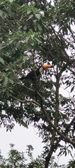 Ramphastos toco