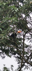 Ramphastos toco