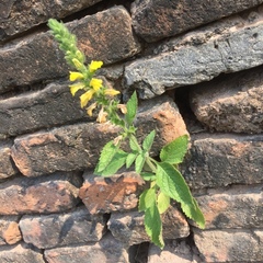 Lindenbergia philippensis