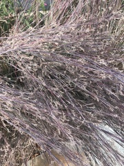 Schizachyrium scoparium