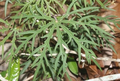 Jatropha multifida
