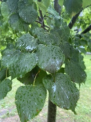 Tilia americana