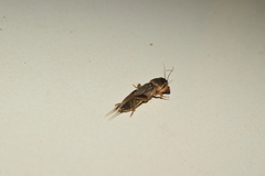 Gryllotalpa