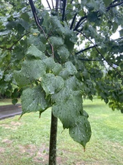 Tilia americana