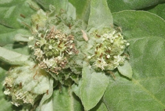 Croton argenteus