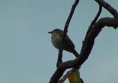 Myiodynastes maculatus